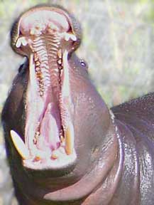 hippo_mouth