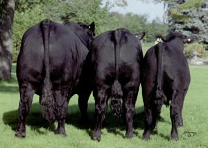 3bull_rear